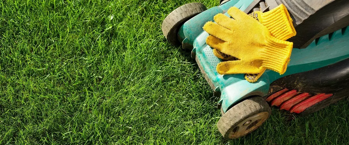 Cleaning, restoring, renovate landscapes